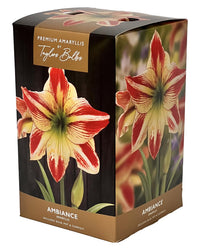 Amaryllis Ambience - Amaryllis Bulb Gift with Pot