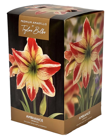 Amaryllis Ambience - Amaryllis Bulb Gift with Pot