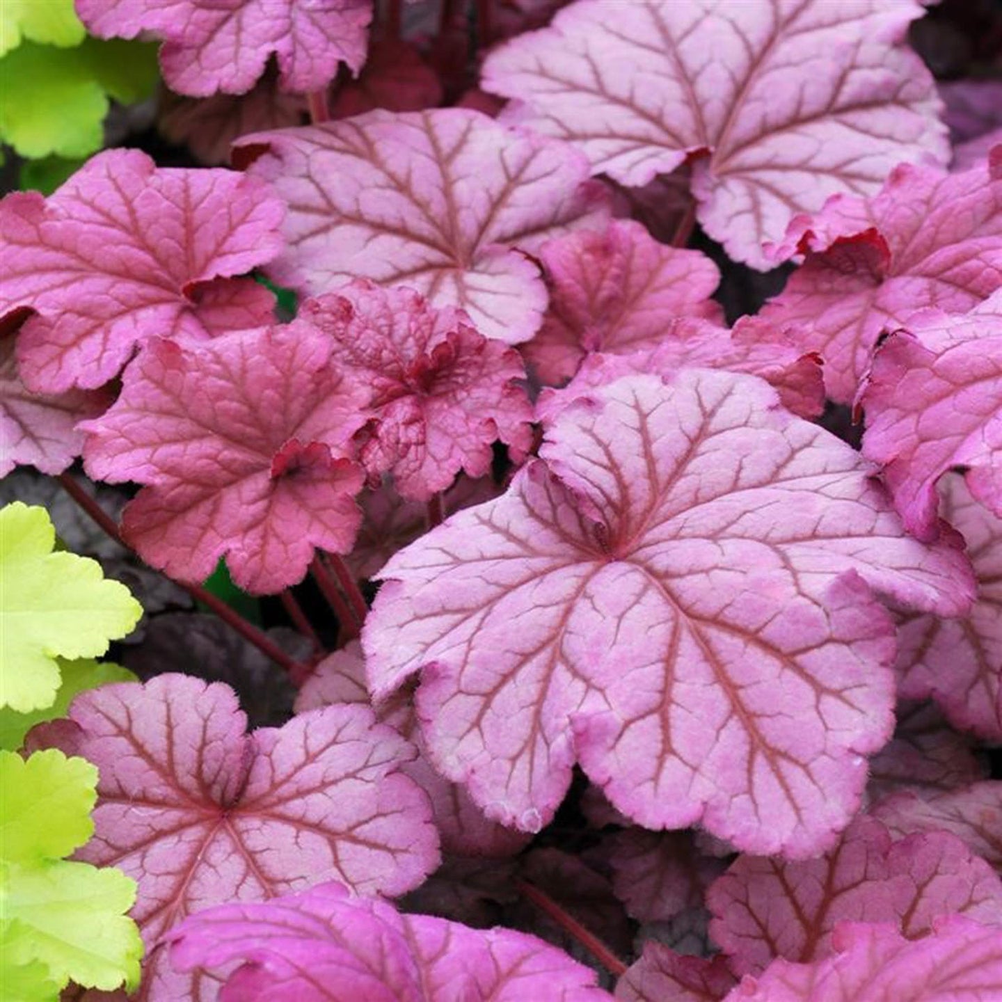 Plant Bio Facts background image