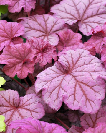 Perfect Plants Heuchera Berry Smoothie Plant in 17cm Pot – Fabulous Foliage in Rich Berry Shades, Hardy Perennial for Garden Borders