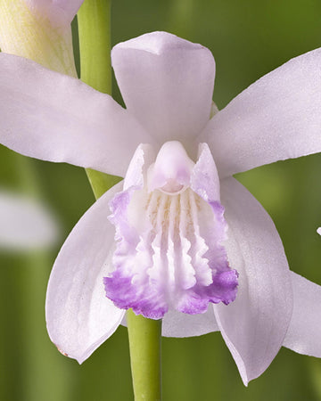 Perfect Plants Bletilla Striata Kuchibeni in 13cm Pot – Hardy Garden Orchid, Beautiful Pink Flowers with Red Edges for Garden Borders and Containers