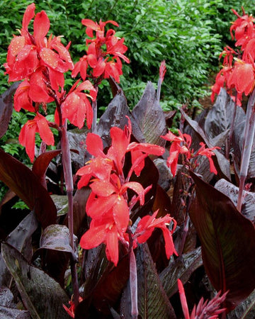 Perfect Plants Canna Lily Red Futurity Perennial in 17cm Pot – Vibrant Red Blooms for Garden Borders