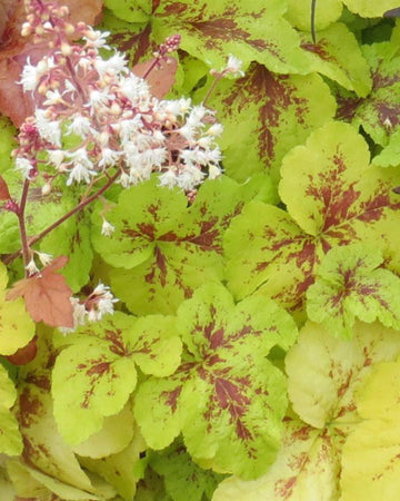 Perfect Plants Heucherella Yellowstone Falls Plant in 17cm Pot – Fabulous Foliage with Yellow and Green Tones, Hardy Perennial for Garden Borders