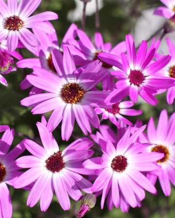 Cineraria Senetti Plants Pink Bicolour - Delivered in a 17cm Plant Pot - Stunning Flowers