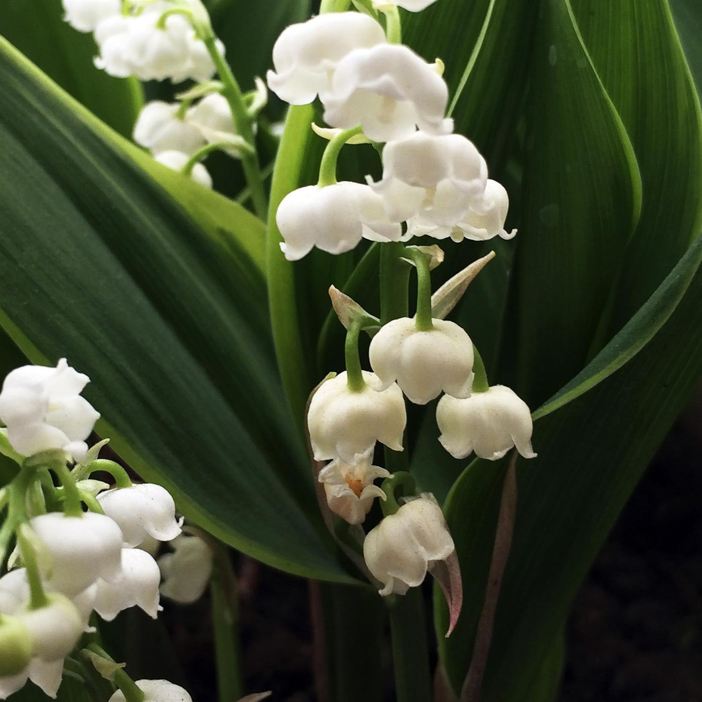 white lily facts White Lily of the Valley 'Convallaria Hardwick Hall' Perennial Plant –