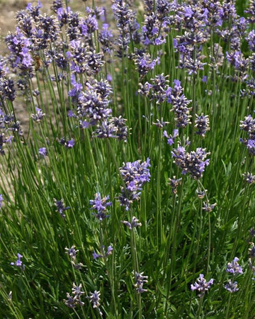 Lavender Munstead Plant in a 13cm pot Outdoor Garden Ready