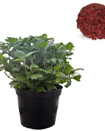 Chrysanthemum Plants - Stunning Red Flowers - Outdoor Garden Ready in 17cm Pots - Perennial All Year Round - Garden Mums