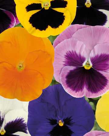 Pansy Plants Mixed Colours - 6 Pack Bedding Plant