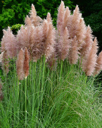 Pink Pampas Grass Plant Cortaderia Selloana Rosea in a 17cm pot - Pink Plume