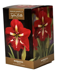 Amaryllis Barbados - Amaryllis Bulb Gift with Pot