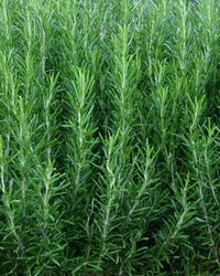 Rosemary Plant in a 17cm pot- Garden Ready Herb Plant