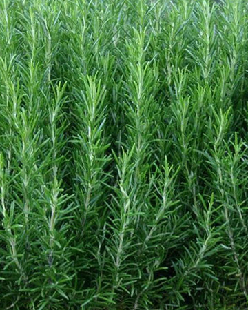 Rosemary Plant in a 13cm pot - Garden Ready Herb Plant