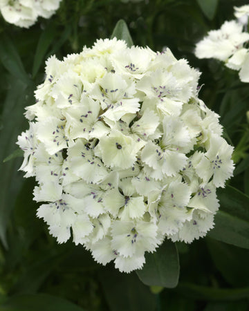 Dianthus Plants White - 6 Plants Each Delivered in a 10.5cm Plant Pot - Delightful Sweet Fragrance