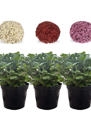 Chrysanthemum Plants - Stunning Mixed Flowers - Outdoor Garden Ready in 17cm Pots - Perennial All Year Round - Garden Mums