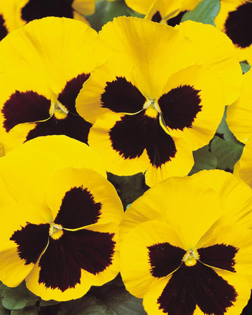 Pansy Plants Yellow Blotch - 6 Pack Bedding Plant