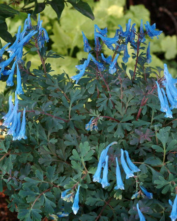 Perfect Plants Corydalis Solida Blue Heron in 17cm Pot – Shade-Loving Plant with Beautiful Blue Flowers