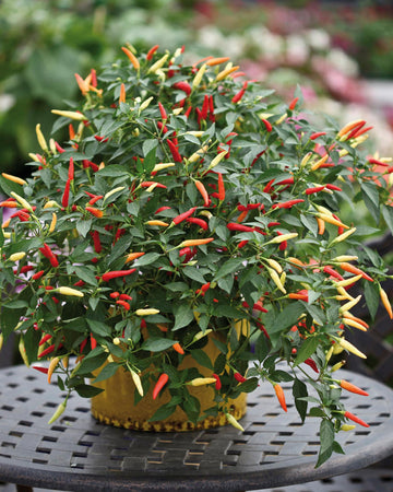 Chilli Plant Basket of Fire in 3 x 9cm Pots