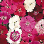Dianthus Plants Festival Mix - 6 Pack Bedding Plants