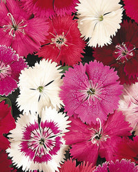 Dianthus Plants Festival Mix - 6 Pack Bedding Plants