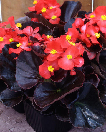 Wax Begonia Plants Bronze Leaf Red -  6 Pack Bedding Plants