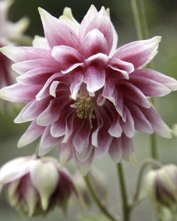 Perfect Plants Aquilegia Nora Barlow Plant in 17cm Pot – Elegant Double-Coloured Columbine, Hardy Perennial for Garden Borders and Cottage Gardens