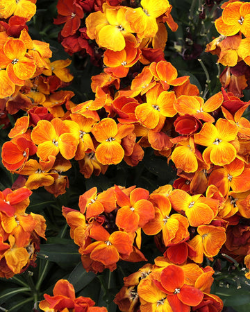 Wallflower Plants Orange - 6 Plants Each Delivered in a 10.5cm Plant Pot - Delightful Sweet Fragrance