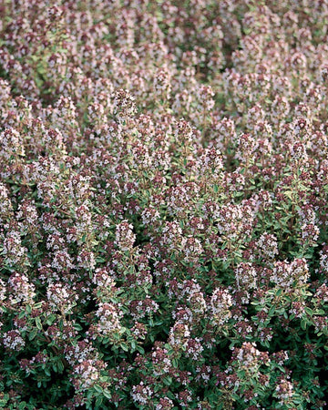 Thyme Plant Silver Leaved in a 13cm pot