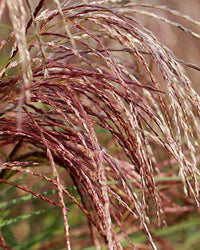 Miscanthus Grass Plant - Sinensis Red Cloud in a 17cm pot - Hardy Ornamental Grass