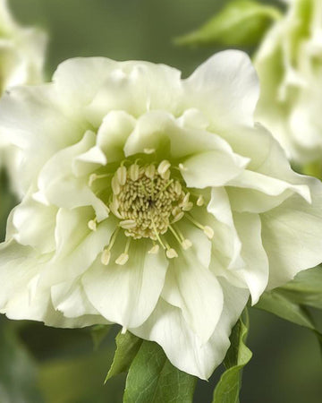 Perfect Plants Hellebore Double White Plant in 17cm Pot – Elegant White Flowers, Hardy Perennial for Shade Gardens