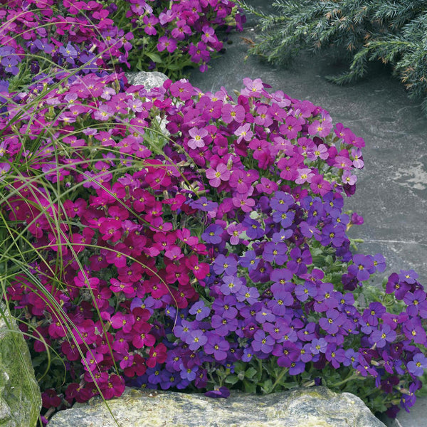 Aubrieta Perennial Plant Mixed Colours - 6 pack of Garden Ready Plants ...