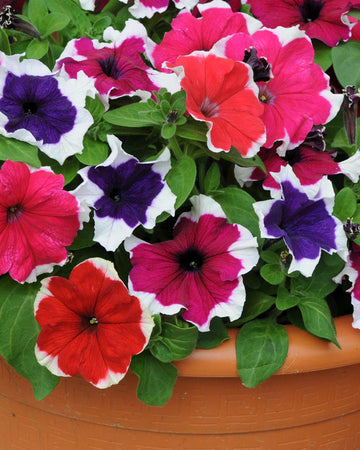 Petunia Ice Mix (Picotee) Bedding Plants - 6 Pack Garden Ready Plants