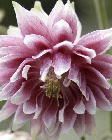Perfect Plants Aquilegia Nora Barlow Plant in 17cm Pot – Elegant Double-Coloured Columbine, Hardy Perennial for Garden Borders and Cottage Gardens
