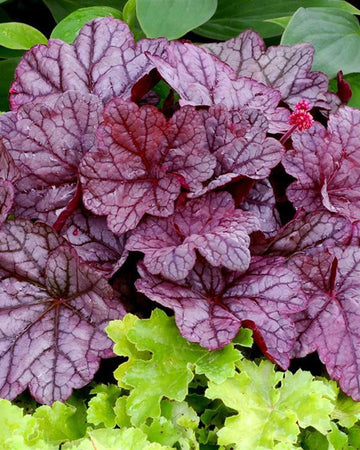 Perfect Plants Heuchera Sugar Plum Plant in 17cm Pot – Fabulous Foliage in Plum and Silver Tones, Hardy Perennial for Garden Borders