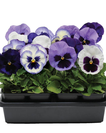 Pansy Plants Ocean Breeze - 6 Pack Bedding Plant