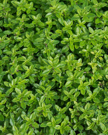 Lemon Thyme Plant in a 13cm Pot Garden Ready