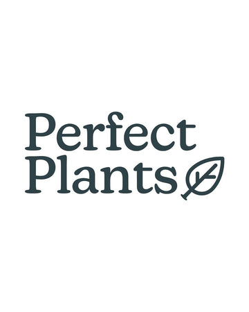 Perfect Plants Hellebore Double White Picotee Plant in 17cm Pot – Elegant White Flowers with Dark Purple Edges, Hardy Perennial for Shade Gardens