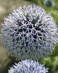 Perfect Plants Echinops bannaticus Taplow Blue Plant in 17cm Pot – Globe Thistle, Stunning Blue Globes, Hardy Perennial for Garden Borders