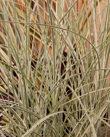 Miscanthus Grass Plant - Sinensis Morning Light in a 17cm pot - Hardy Ornamental Grass