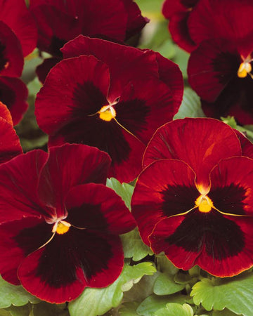 Pansy Plants Red Blotch - 6 Pack Bedding Plant