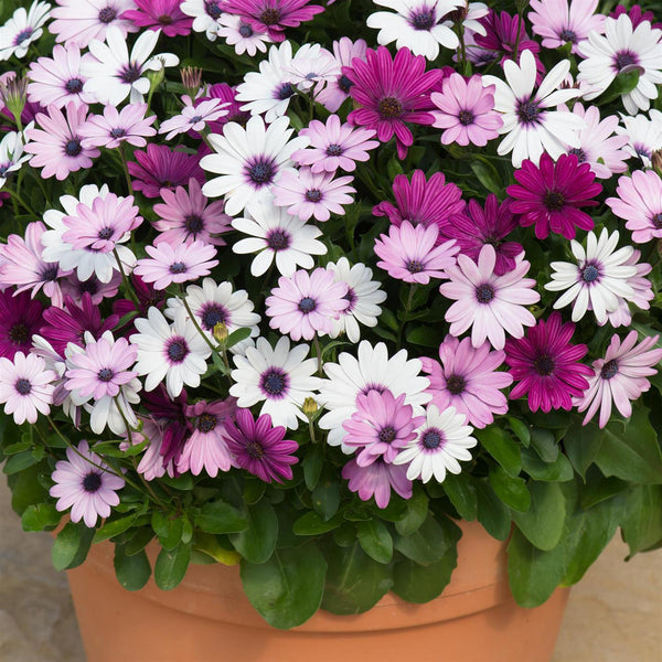 Osteospermum Plants Berries & Cream - 6 Pack Bedding plants - Perfect ...