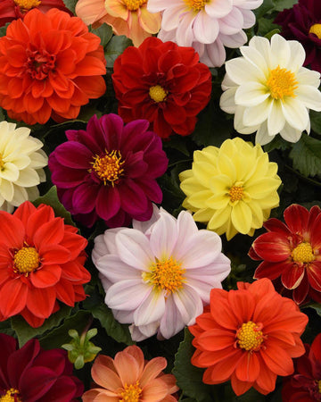 Dahlia Plants Figaro Mixed Colours - 6 Pack Bedding Plants