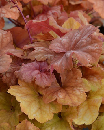 Perfect Plants Heuchera Champagne Plant in 17cm Pot – Fabulous Foliage in Soft Champagne Tones, Hardy Perennial for Garden Borders