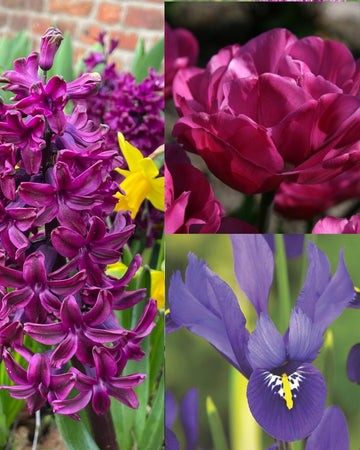 Spring 40 Bulb Lasagne Gift Set – 3 Stunning Varieties: Iris Reticulata Pixie, Hyacinth Woodstock, Tulip Backpacker, Premium Quality Flowering Bulbs, Gift for Gardeners