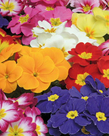 Primrose Plants Mixed Colours - 6 Plants Each Delivered in a 10.5cm Plant Pot - Vibrant flowers with Delicate Blooms