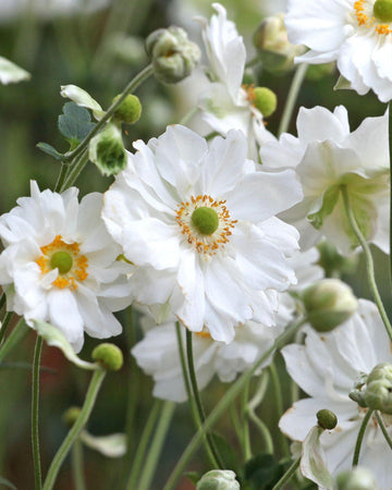 Perfect Plants Anemone Whirlwind Plant in 17cm Pot – Stunning White Windflower, Hardy Perennial for Garden Borders and Woodland Gardens