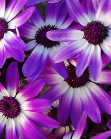 Cineraria Senetti Plants Violet Bicolour - Delivered in a 17cm Plant Pot - Stunning Flowers