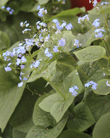 Perfect Plants Brunnera macrophylla in 17cm Pot – Hardy Perennial with Beautiful Silver-Leaf Foliage, Ideal for Shady Areas and Garden Borders