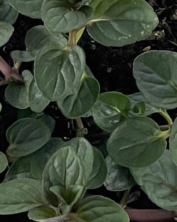 Peppermint Plant in a 13cm pot Garden Ready Herb Plant