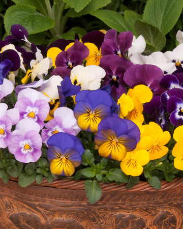 Viola Bedding Plants Mixed Colours - 6 Pack Garden Ready Plants