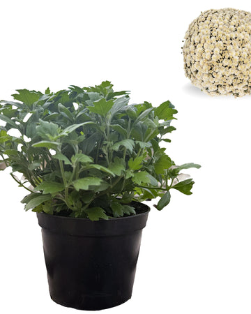 Chrysanthemum Plants - Stunning White Flowers - Outdoor Garden Ready in 17cm Pots - Perennial All Year Round - Garden Mums